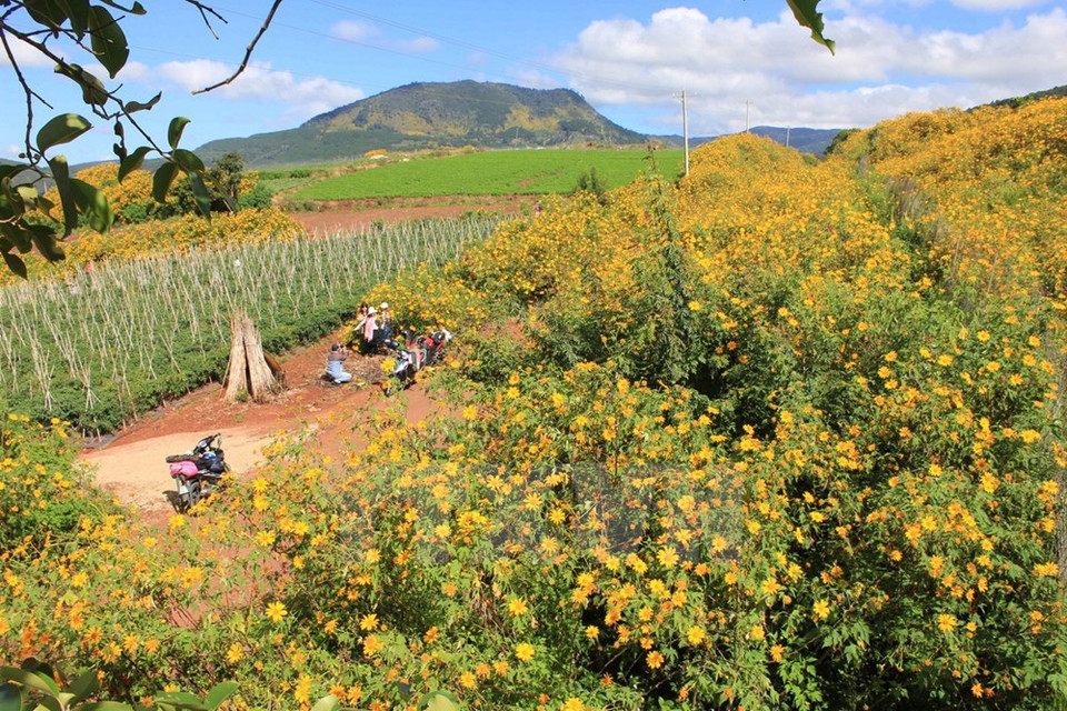 Visitors take pictures besides da quy flowers (Photo: VNA) 