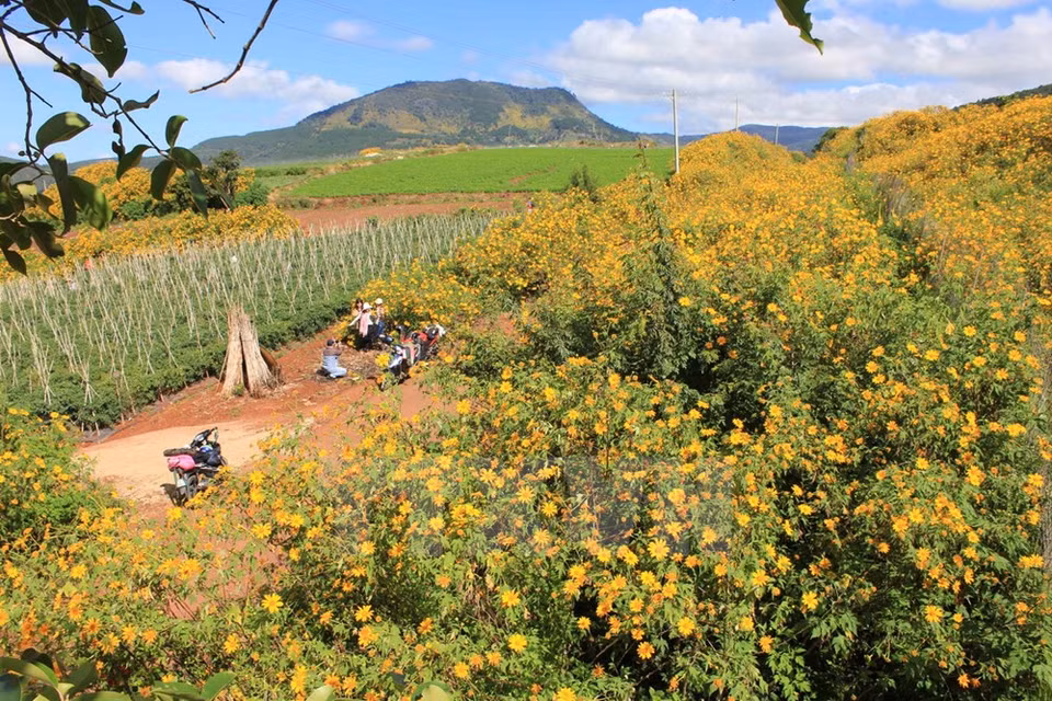Visitors take pictures besides da quy flowers (Photo: VNA) 