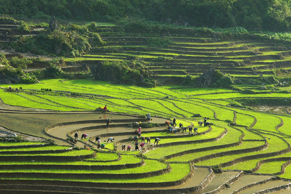 Green paddy fields. (Photo: VNA)
