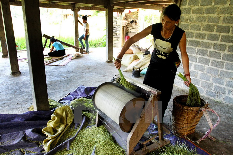 A woman threshes young glutinous rice - the special ingredient for Com Tu Le (Photo: VNA)