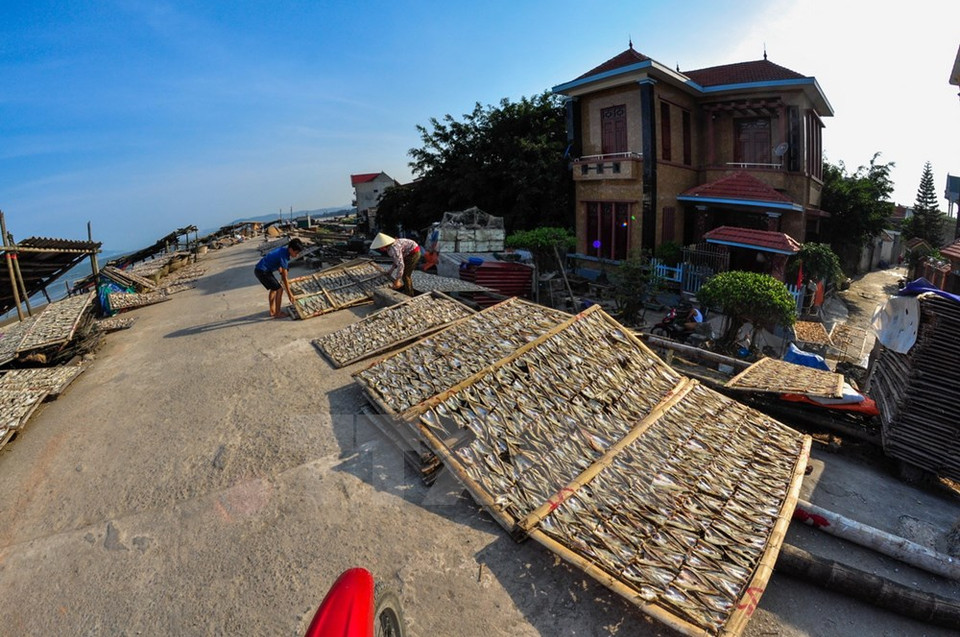 Fish is dried all over the aisles in hamlets in Nghi Son island commune (Source: VNA)