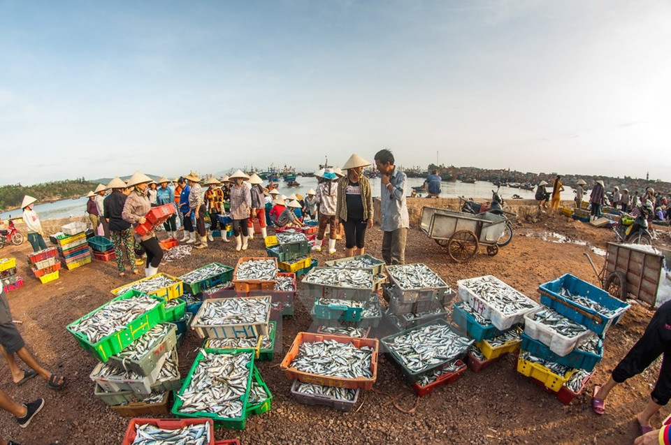  Bustling atmosphere at a boat landing when fishing ships are docking in the morning or afternoon (Source: VNA)