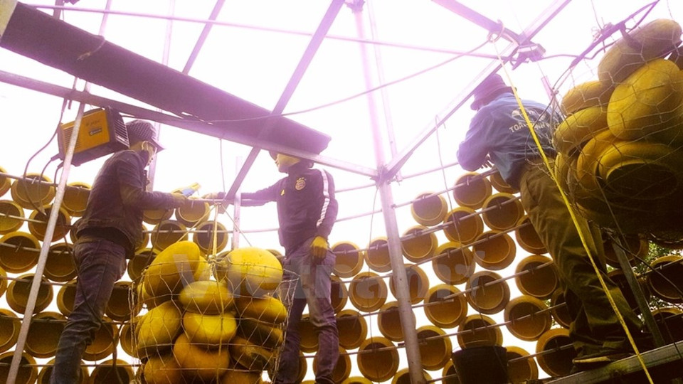 Locals are making Xmas tree. (Source: VNA)