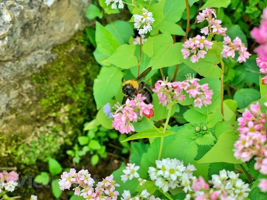 Although buckwheat flowers are small, they have strong vitality. In the arid rocky areas, they still thrive and gloriously bloom. (Photo: Xuan Mai/Vietnamplus)