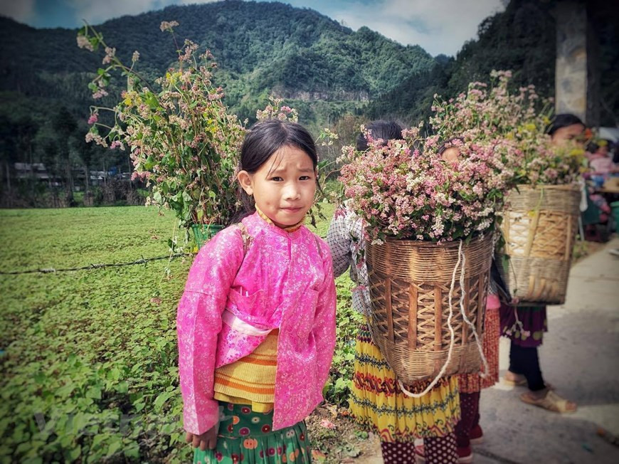 An ethnic minority child carries a basket full of buckwheat flowers on her back. (Photo: Xuan Mai/ Vietnamplus)