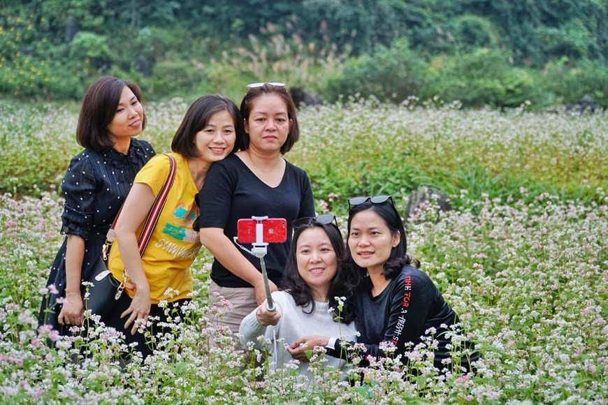 Buckwheat flower fields often burst into full bloom from October to the end of winter. (Photo: Xuan Mai/ Vietnamplus)