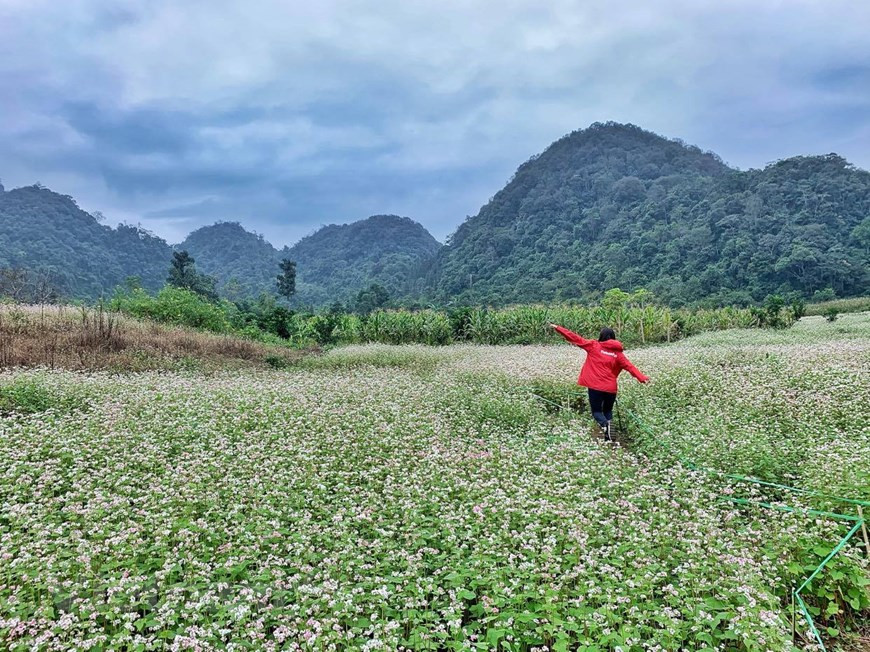 Any visitors will be blown away by the romantic beauty of buckwheat flower fields (Photo: Xuan Mai/ Vietnamplus)