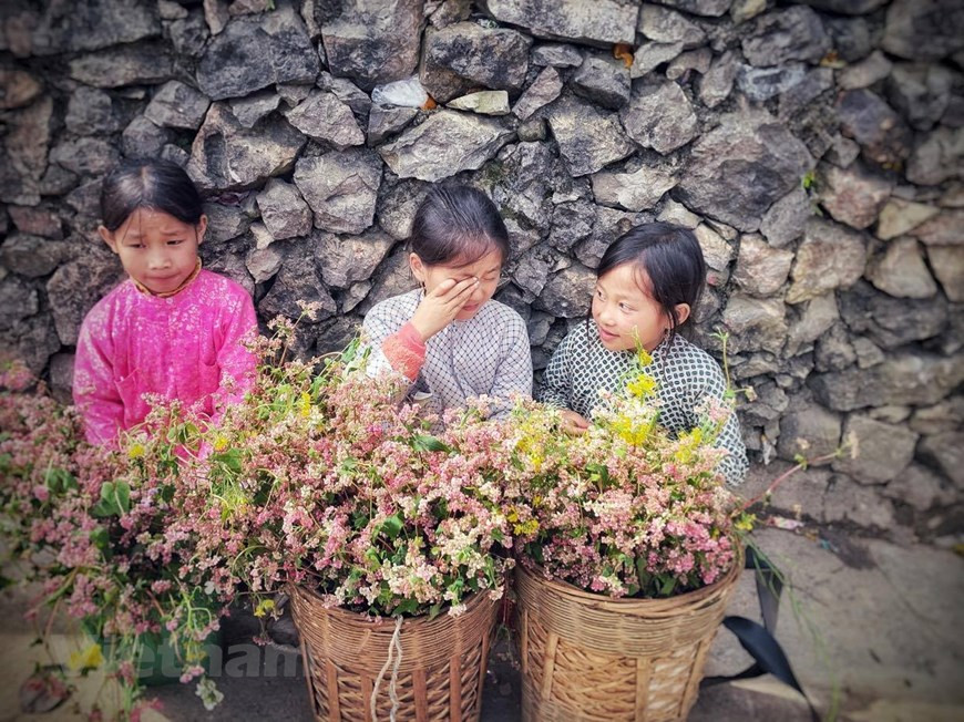 Ethnic minority kids carry a basket full of buckwheat flowers on their backs. (Photo: Xuan Mai/ Vietnamplus)