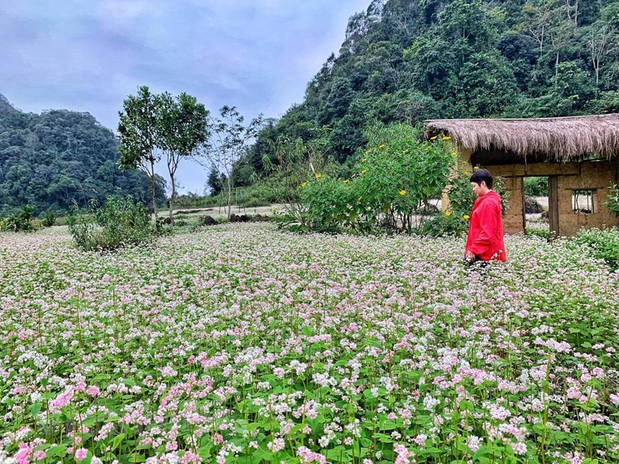 Visitors enjoy the beauty of buckwheat flowers (Photo: Xuan Mai/ Vietnamplus)