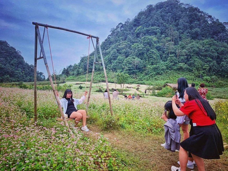 Visitors enjoy the beauty of buckwheat flowers (Photo:Xuan Mai/Vietnamplus)