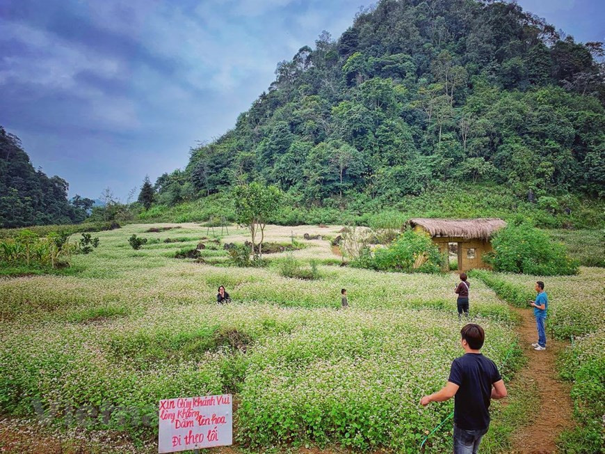 Year-end is the time when buckwheat flower fields burst into full bloom, embellishing the beauty of Ha Giang (Photo: Xuan mai/Vietnamplus)