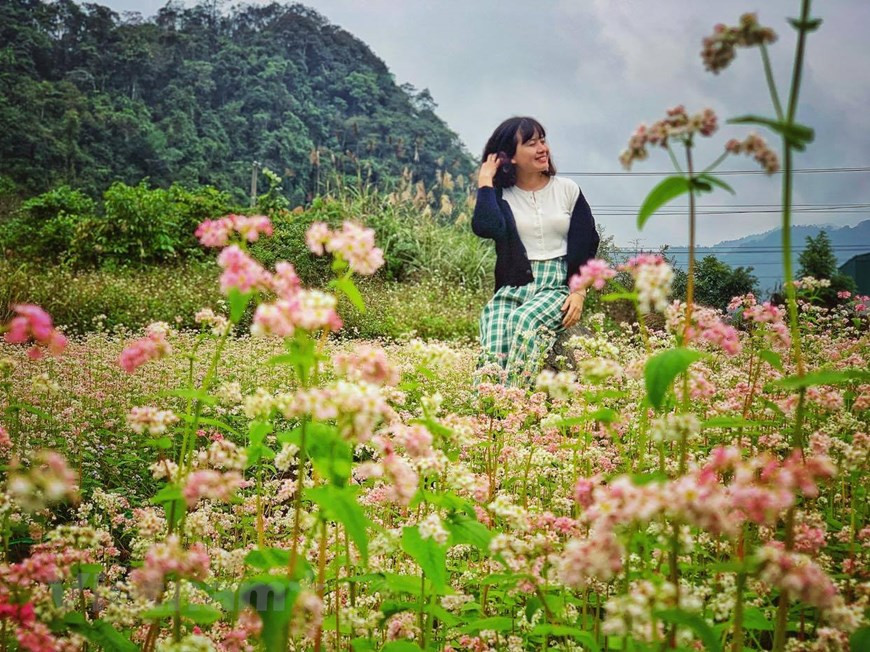 Visitors enjoy the beauty of buckwheat flowers (Photo:Xuan Mai/Vietnamplus)