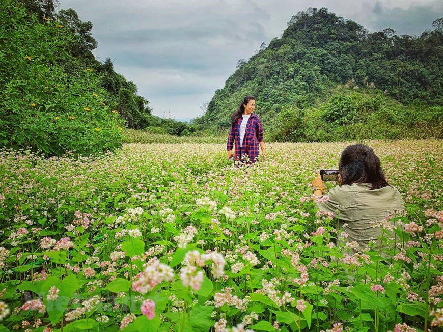 Visitors enjoy the beauty of buckwheat flowers (Photo:Xuan Mai/Vietnamplus)