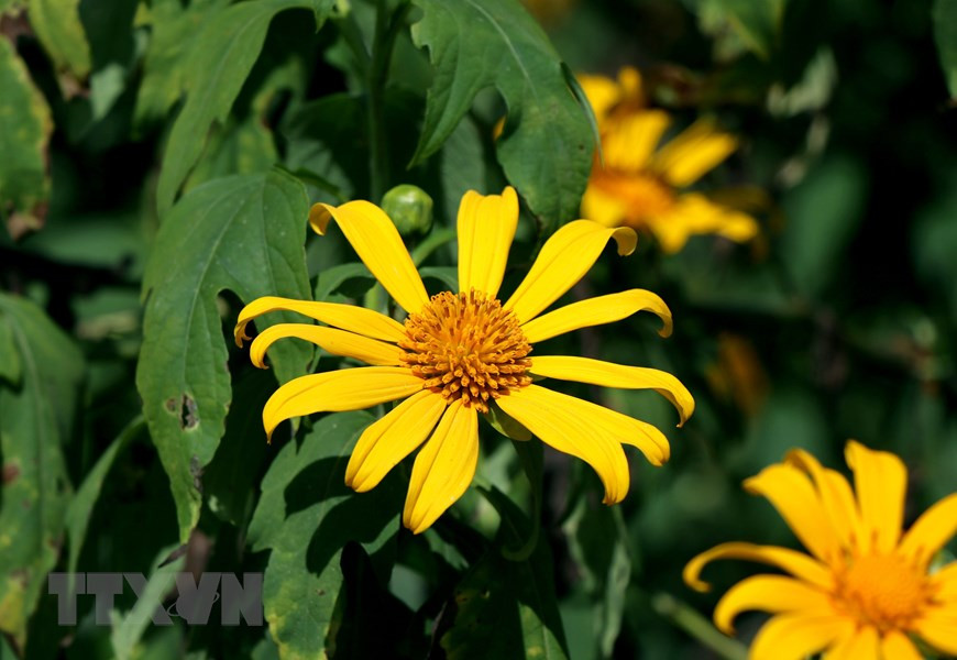 Tree marigold looks simple yet delicate (Photo: VNA)