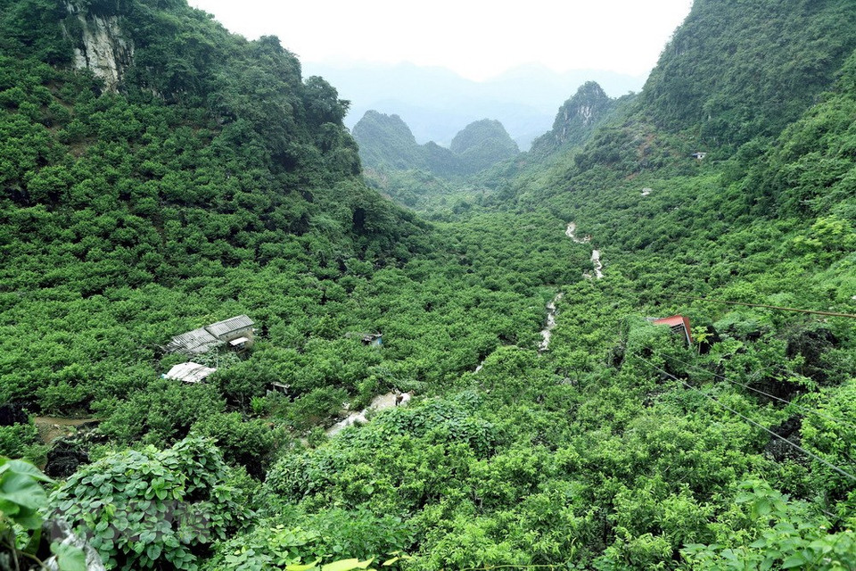 A custard apple farming area in Dong Mo town, Chi Lang district. Lang Son residents mainly plant the trees in mountainous areas (Photo: VNA)
