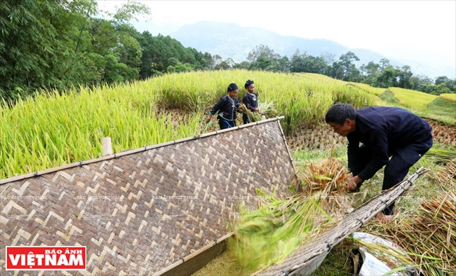 After harvesting rice, Nung people in Po Lo commune (Hoang Su Phi, Ha Giang) use mangers to thresh rice in the field. (Source: VNA)