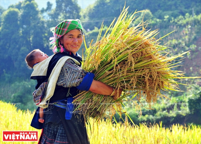 Ho Thi De in De Thang hamlet, Che Cu Nha commune (Mu Cang Chai) says that harvested rice will be sun-dried in the field for three days before being threshed to remove the stalks and delivered to houses. (Source: VNA)