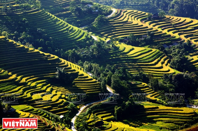 Terraced rice fields during the harvest in Ban Luoc commune (Hoang Su Phi). (Source: VNA) 