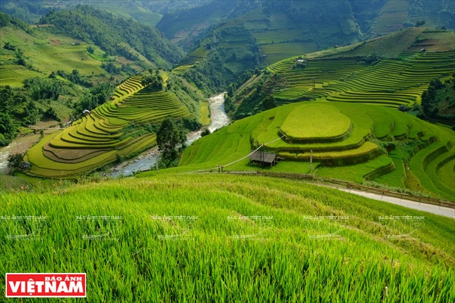 Terraced rice fields that look like trays of steamed sticky rice or shoe soles during ripe season in Che Cu Nha commune, Mu Cang Chai disitrct. (Source: VNA)