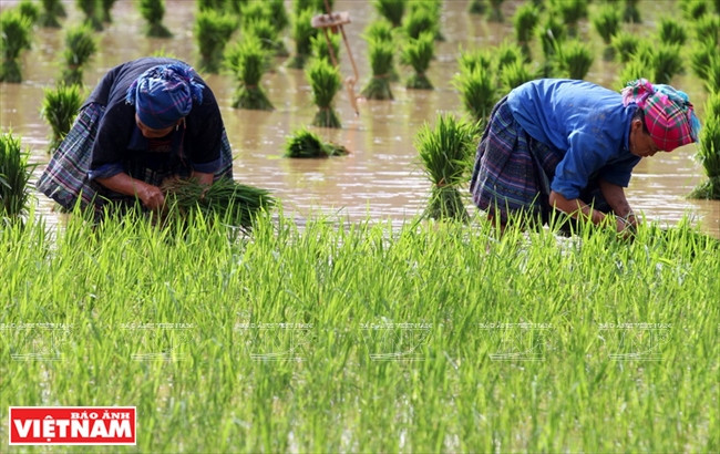 Mong people in Mu Cang Chai district often start transplanting rice seedlings in May or June. (Source: VNA)