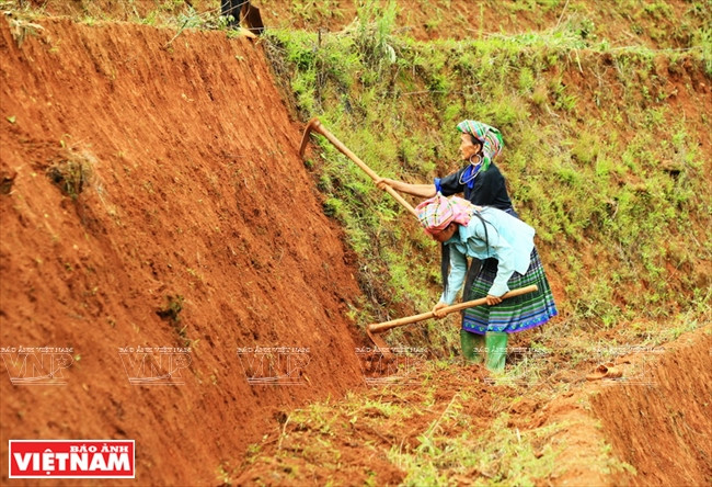 Mong ethnic women in Mu Cang Chai district form the field banks to prepare for a new crop. (Source: VNA)