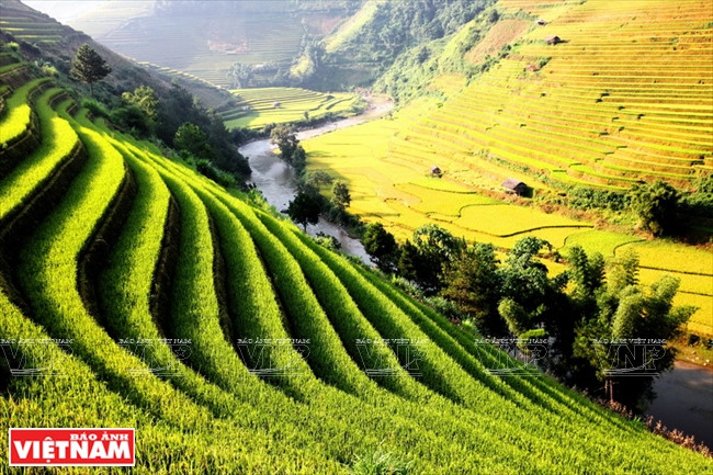 During the harvest, terraced fields in Che Cu Nha commune (Mu Cang Chai district, Yen Bai province) form rolling waves rising to the peak of the mountain. (Source: VNA)