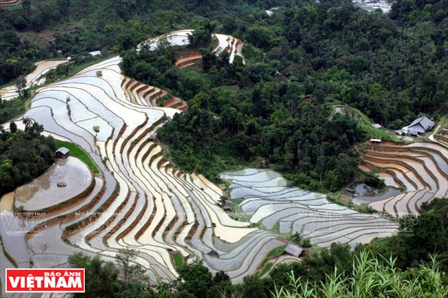 The terraced field in Nam Ty commune is among the most beautiful in Hoang Su Phi district, Ha Giang province. (Source: VNA)