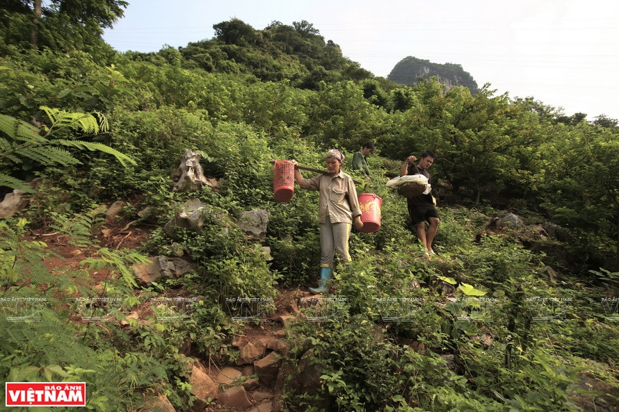 Carrying the custard apples to the Dong Banh market.(Photo:VNP/VNA)
