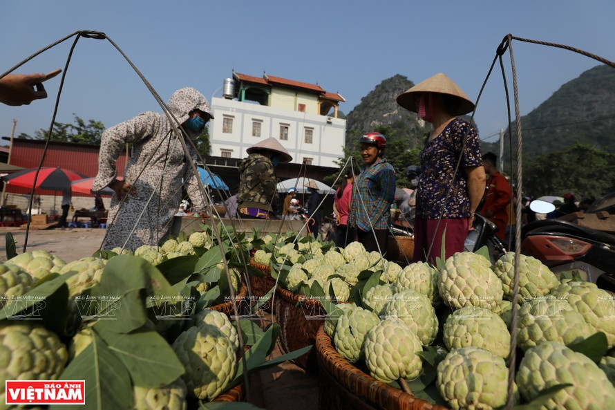 The price is about 20,000-30,000 dong per kg(Photo: VNP/VNA)