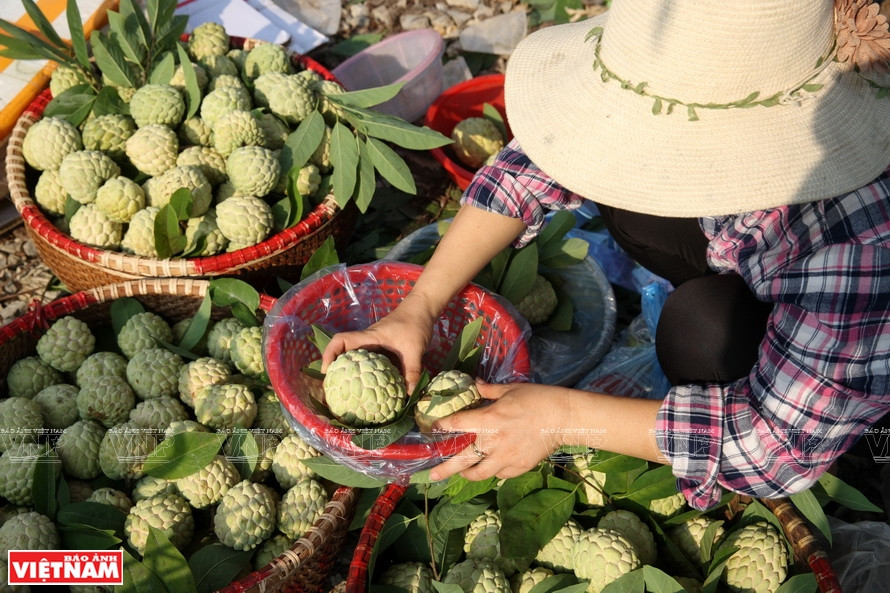 Chi Lang custard apples are sweet and delicious. (Photo: VNP/VNA)