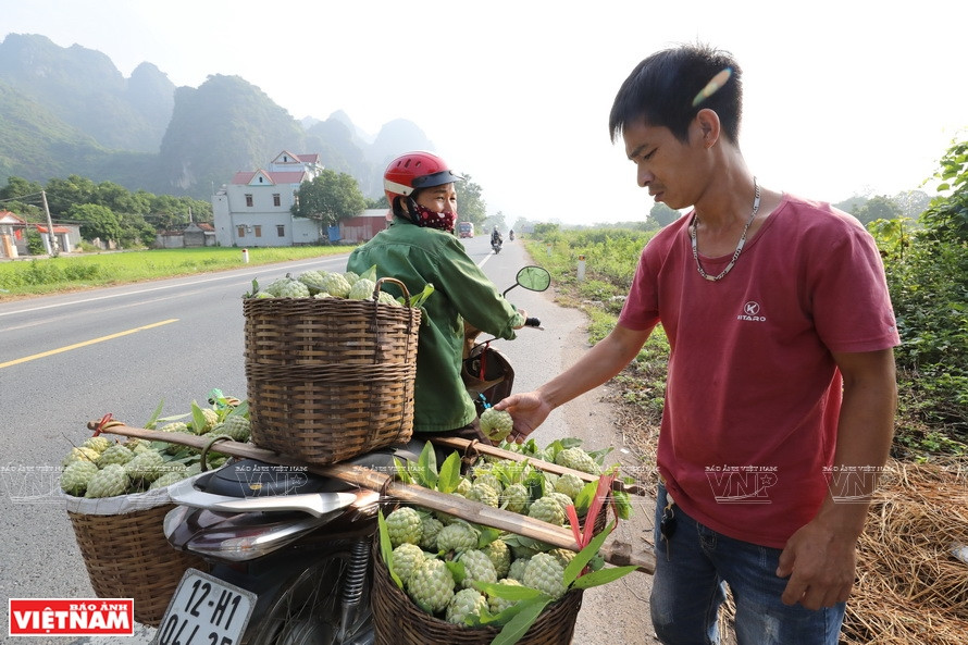 Buying custard apples at National Highway 1A.(Photo:VNP/VNA)