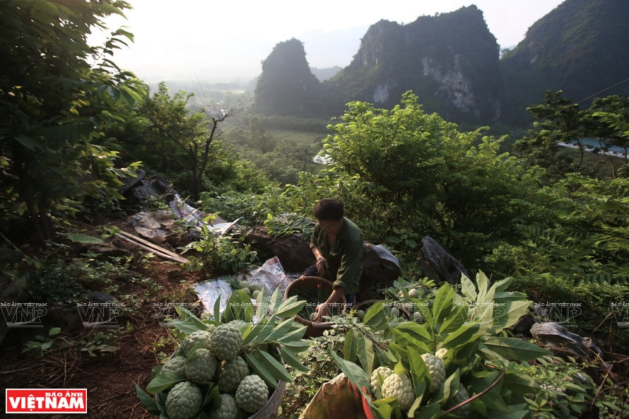 The people in Chi Lang often harvest the custard apples in the mountains in the early morningso they can transport them to the market during the day. (VNP/VNA)