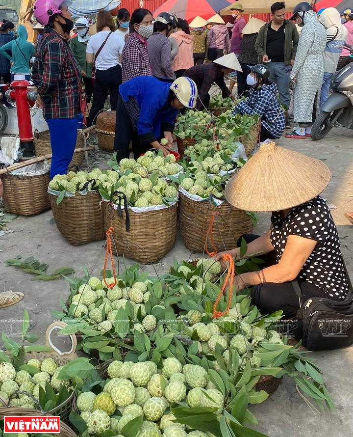 Trading activities take place in the early morning at Dong Banh market,which is considered the biggest market of custard apples in the north(Photo:VNP/VNA)