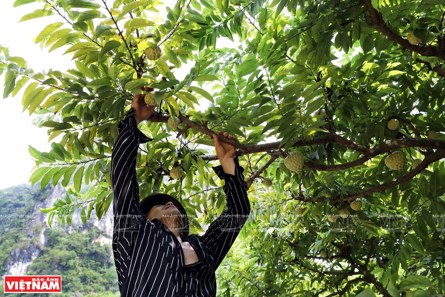The main harvest season of custard apples in Chi Lang is from August to September. (Photo: VNP/VNA)