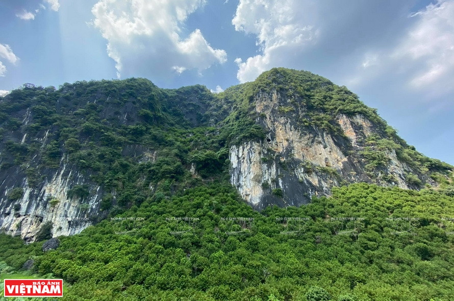 The whole area of rocky Chi Lang mountain is covered with the green color of custard apple trees (Photo:VNp/VNA)