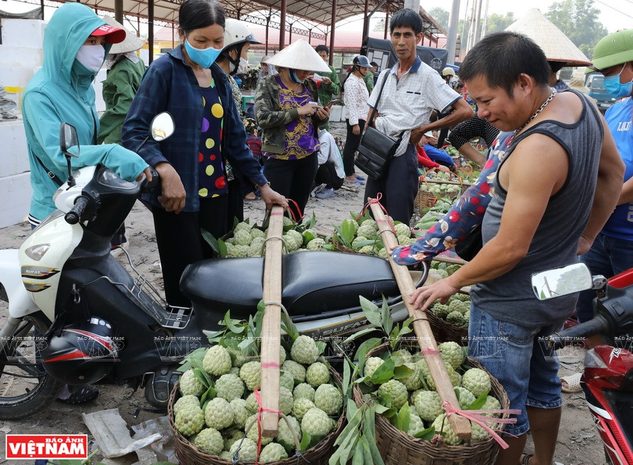 There are about 50 tons of custard apples at Dong Banh market each day,which are then bought by traders for consumption throughout the north of Vietnam. (Photo:VNP/VNA)