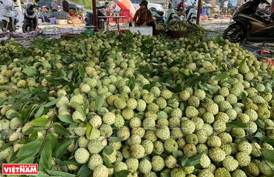 Dong Banh custard apple market is crowded with sellers and buyers. (Photo: VNP/VNA)
