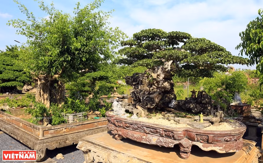 Many bonsais of high economic value are grown in Hong Van commune (Photo: VNP/VNA)