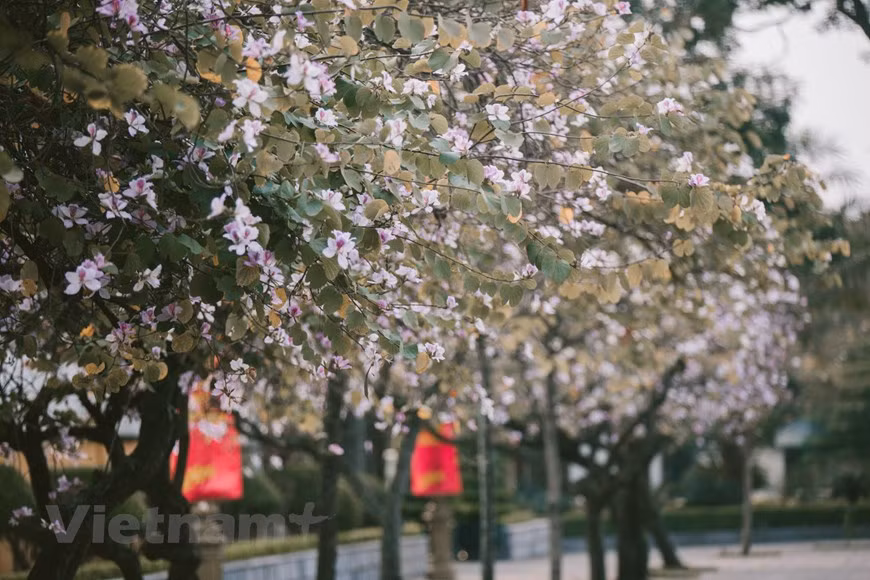The season of Ban flowers starts in December and ends in late February. The flowers can be white, or pink, but the majority are purple. (Photo: VNA)