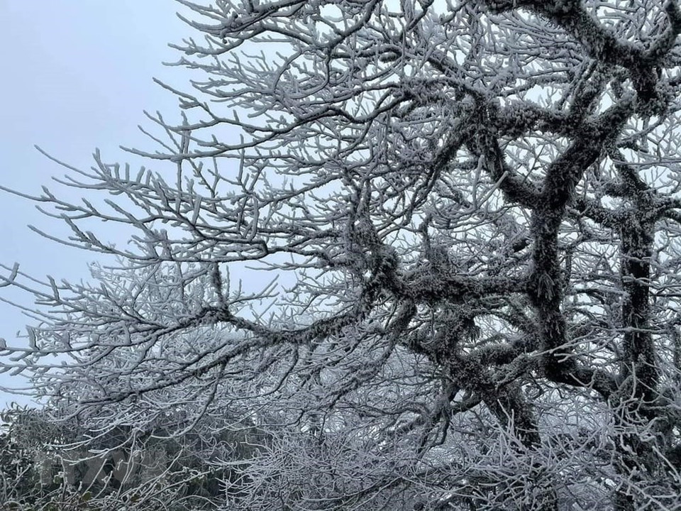 The icy branches on the top of Phia Oac mountain (Photo: VNA)