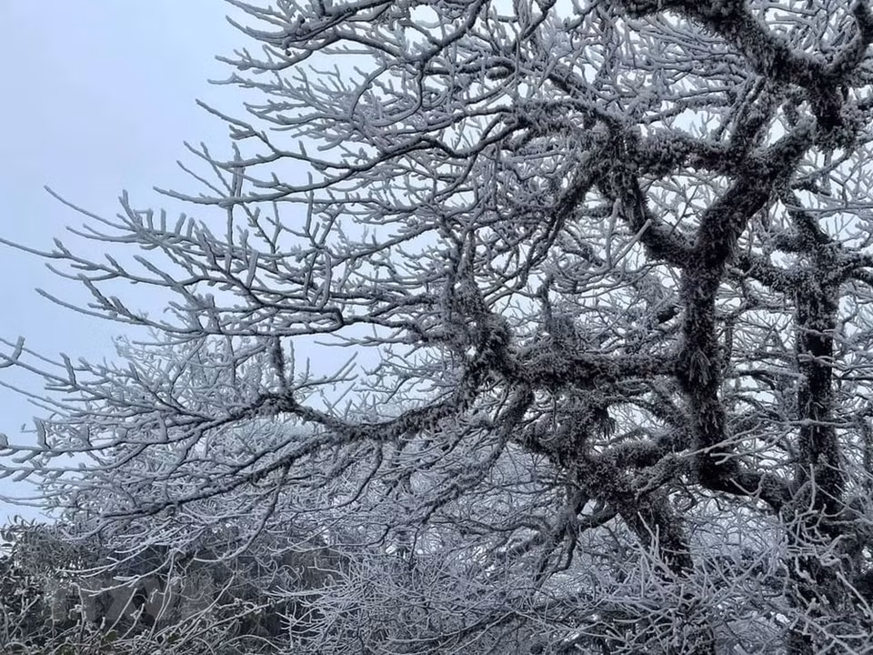 The icy branches on the top of Phia Oac mountain (Photo: VNA)