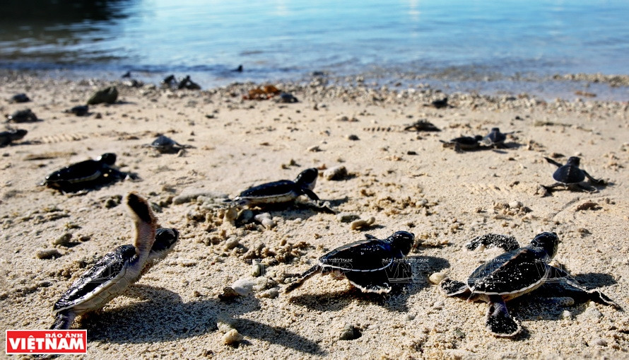 Every year, Con Dao National Park releases about 150,000 individuals of baby turtles into the sea. (Photo: VNA)