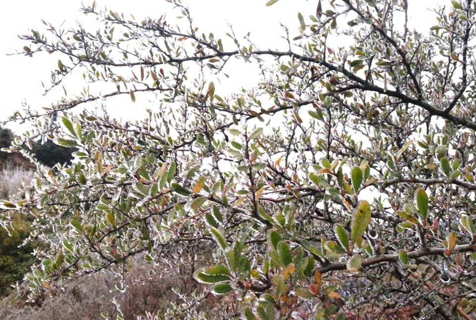 In recent days, strong cold spells hit many localities of Ha Giang province, turning its Dong Van karst plateau white in ice (Photo: VNA)