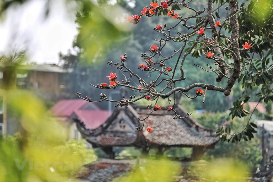Thay pagoda is usually blessed with picturesque scenery throughout March due to the sight of a red vibrant colour coming from the blossoming silk cotton trees. (Photo: VNA)