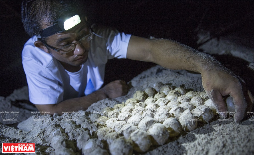 Con Dao National Park is the first in the country to have successfully carried out a sea turtle conservation programme, beginning in 1994. (Photo: VNA)