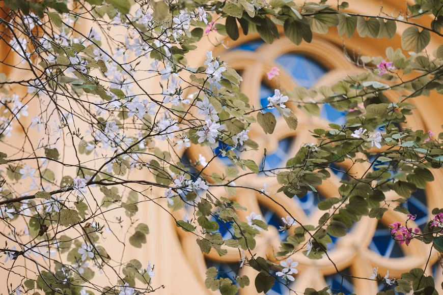 It is said that Ban flower symbolizes sincerity, faithfulness and constancy in love. The Ban flowers can also be eaten as salad or boiled dishes accompanying with some specialties of ethnic minority groups. (Photo: VNA)