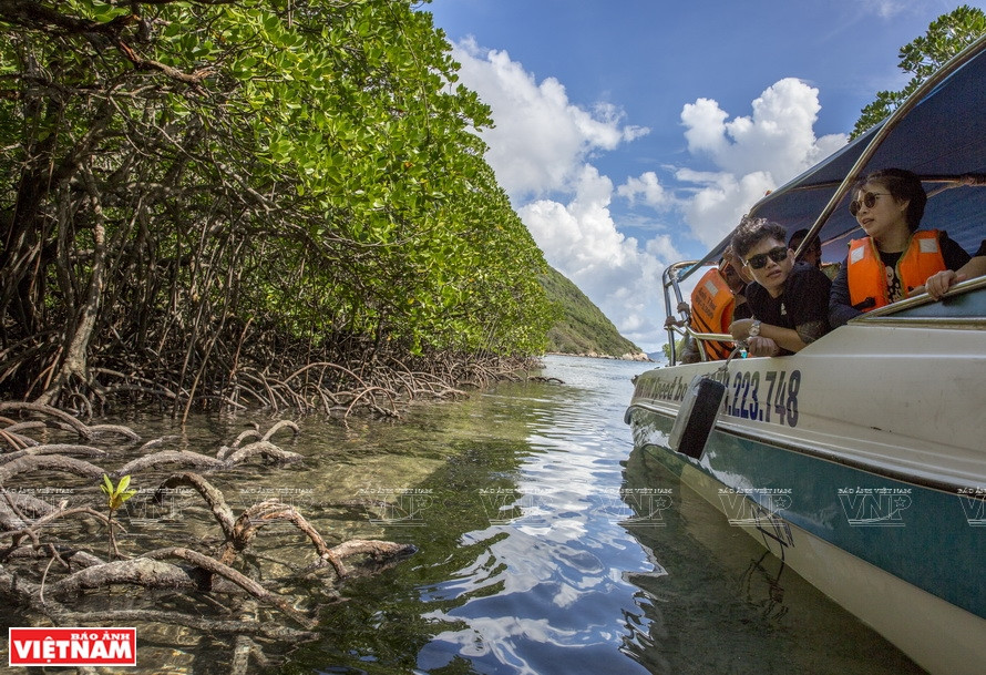 Tourists explore the mangrove ecosystem on Con Dao Islands. (Photo: VNA)