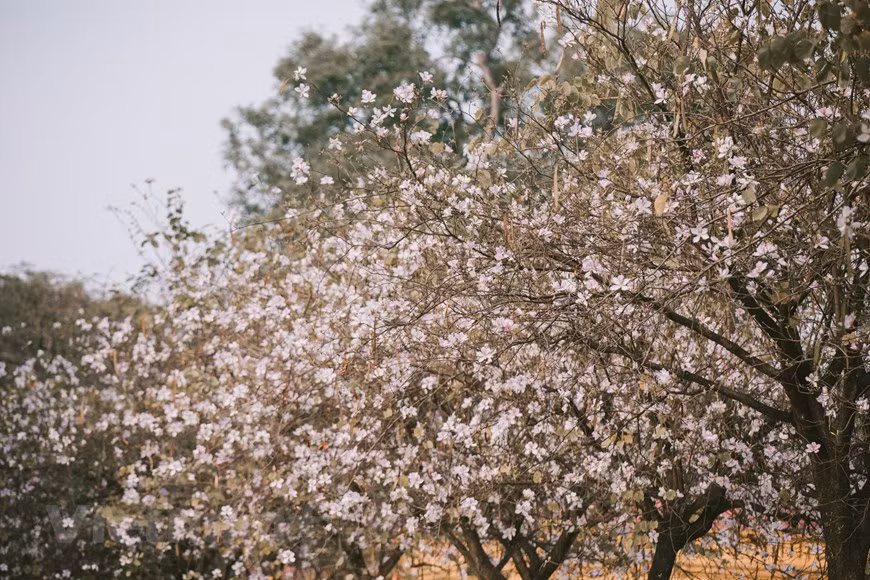 Although they originate from the northwestern mountain region, Ban flowers have been grown in Hanoi along Hoang Dieu, Bac Son, Giang Vo, and Nguyen Chi Thanh streets for a long time. (Photo: VNA)