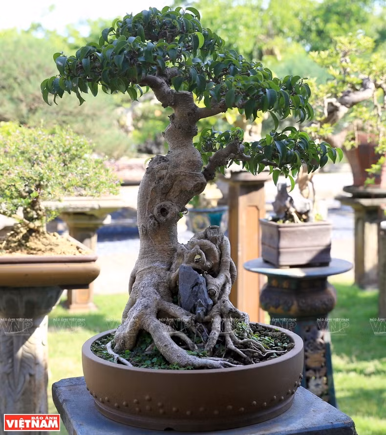 Hong Van village’s bonsai with its unique products also participates the One Commune One Product (OCOP) program of Hanoi (Photo: VNP/VNA)