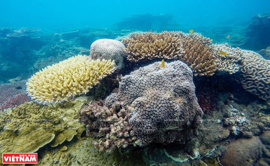 Con Dao is famous for its coral reefs and the most beautiful marine ecosystems in Vietnam. (Photo: VNA)